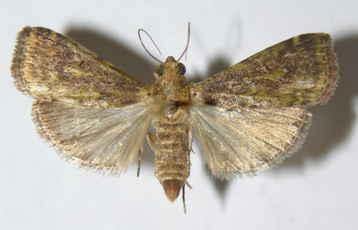 Fig. 26. Adulto de <i>Deuterollyta majuscula</i> (Pyralidae), vista dorsal. Voucher: 01-SRNP-3881-DHJ501726.