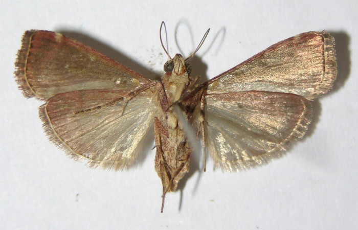 Fig. 27. Adulto de Deuterollyta majuscula (Pyralidae), vista dorsal. Voucher: 01-SRNP-3881-DHJ501727.    Fig. 28. Adulto de <i>Deuterollyta</i> oediperalisDHJ02, (Pyralidae), vista dorsal. Voucher: 04-SRNP-3024-DHJ343592.