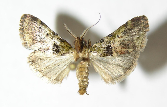 Fig. 28. Adulto de <i>Deuterollyta</i> oediperalisDHJ02, (Pyralidae), vista dorsal. Voucher: 04-SRNP-3024-DHJ343592.