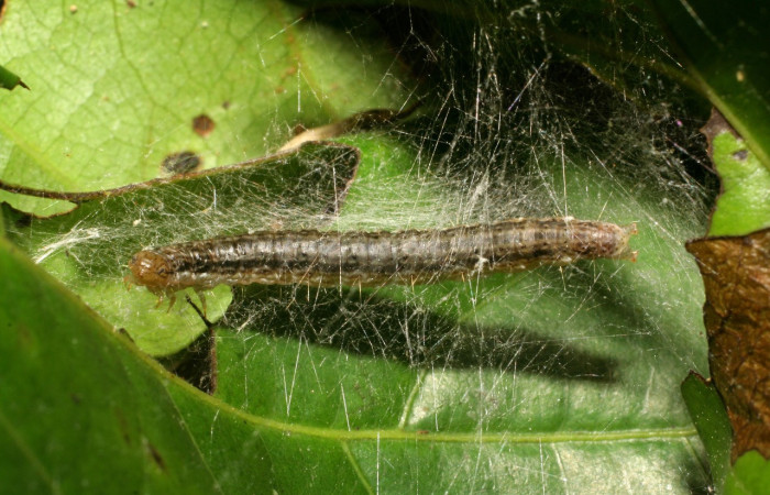 Fig. 7. Larva <i>Deuterollyta</i> oediperalisDHJ01 ya en último estadio, alimentándose de la familia(Lauraceae), especie <i>Ocotea tenera</i>. Voucher: 07-SRNP-41780-DHJ422650.jpg.