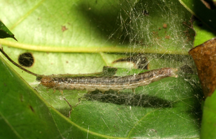 Fig. 8. Larva <i>Deuterollyta</i> oediperalisDHJ01,ya en último estadio, alimentándose de la familia(Lauraceae), especie <i>Ocotea tenera</i>. Voucher: 07-SRNP-41780-DHJ422651.jpg.
