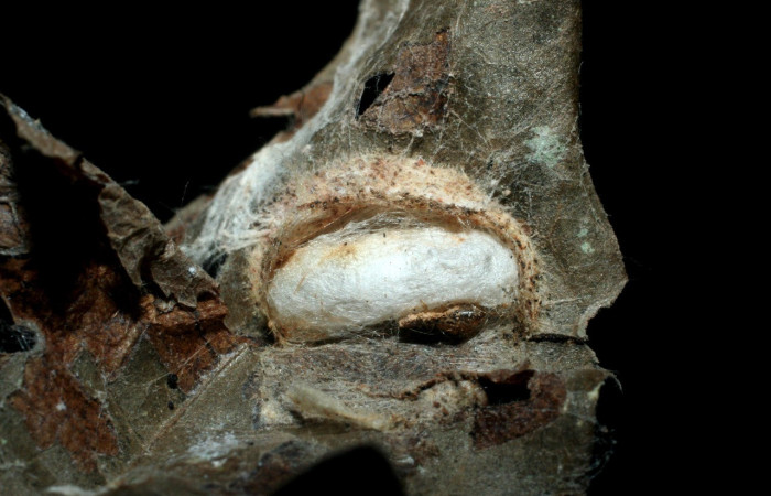 Fig. 25. Vista de capullo de la familia Braconidae (avispa), especie <i>Lytopylus sandraberriosae</i>; parásito en larva <i>Deuterollyta</i> oediperalisDHJ01. Voucher 07-SRNP-41785-DHJ452858.jpg.