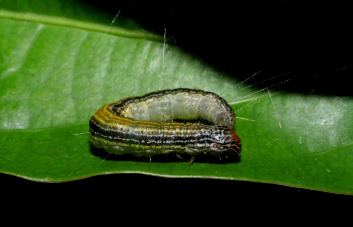Fig. 3. Larva de <i>Deuterollyta majuscula</i> donde se nota los colores que posee, ya en último estadio. Alimentándose de la familia (Lauraceae), especie <i>Damburneya umbrosa</i>. Voucher: 08-SRNP-2613-DHJ437317.jpg