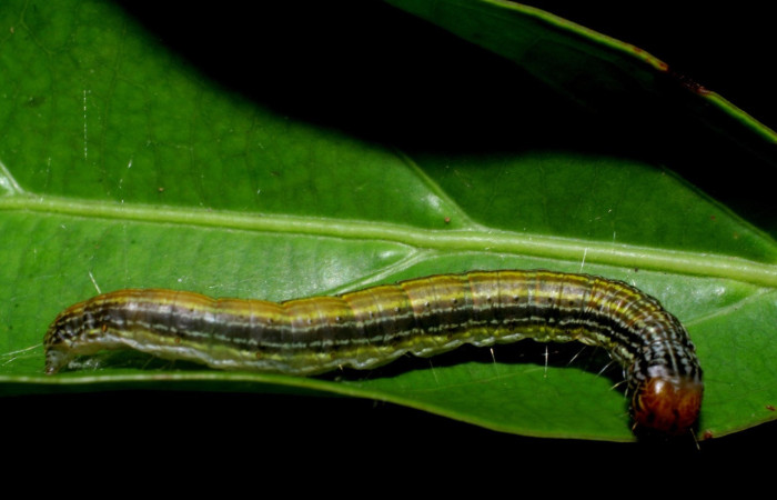 Fig. 4. Larva de <i>Deuterollyta majuscula</i> donde se nota los colores que posee, ya en último estadio. Alimentándose de la familia (Lauraceae), especie <i>Damburneya umbrosa</i>. Voucher: 08-SRNP-2613-DHJ437318.jpg