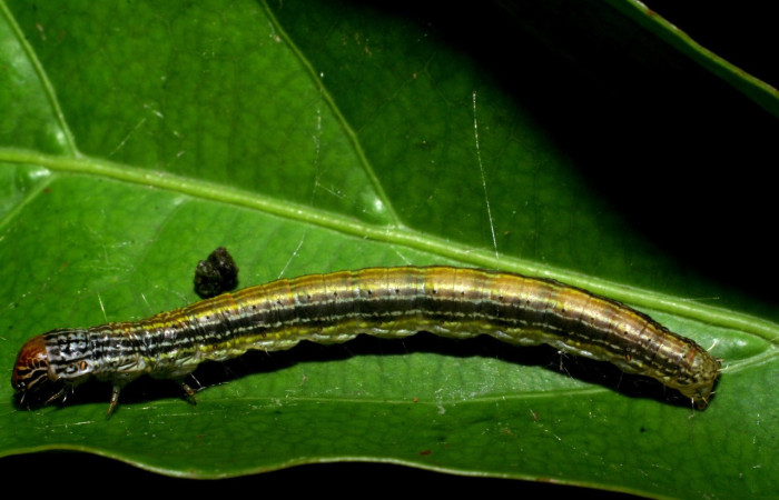 Fig. 5. Larva de <i>Deuterollyta majuscula</i> donde se nota los colores que posee, ya en último estadio. Alimentándose de la familia (Lauraceae), especie <i>Damburneya umbrosa</i>. Voucher: 08-SRNP-2613-DHJ437320.jpg