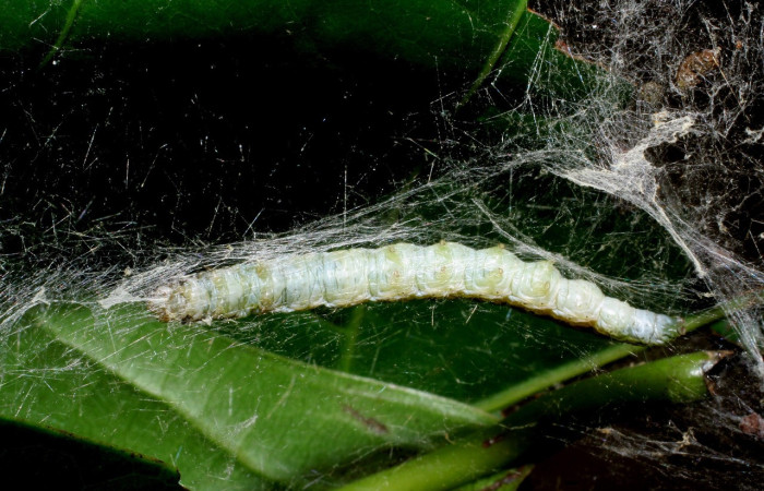 Fig. 11. Larva <i>Deuterollyta</i> zetilaDHJ02, ya en último estadio, alimentándose de la familia(Lauraceae), especie <i>Ocotea floribunda</i> . Voucher: 08-SRNP-41112-DHJ442230.jpg