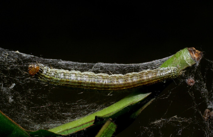 Fig. 12. Larva <i>Deuterollyta</i> zetilaDHJ02, último estadio, alimentándose de la familia (Lauraceae), especie <i>Ocotea floribunda</i>. Voucher: 08-SRNP-41112-DHJ442232.jpg