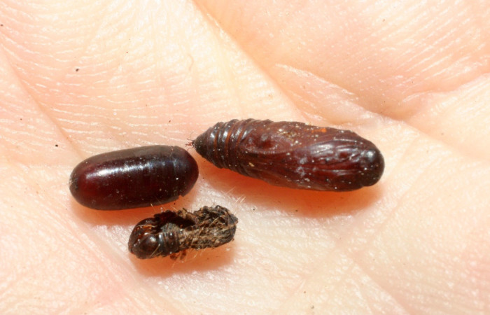 Fig. 18. Vista de pupario de la familia Tachinidae (mosca) <i>Hyphantrophaga</i> Wood16, parásito en <i>Deuterollyta</i> oediperalisDHJ02. Voucher:08-SRNP-4437-DHJ453236.jpg