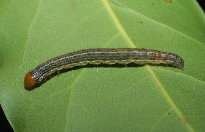 Fig. 13. Larva <i>Deuterollyta basilata</i>, último estadio, alimentándose de la familia (Lauraceae), especie <i>Mespilodaphne veraguensis</i>. Voucher: 08-SRNP-56319-DHJ442806.jpg.