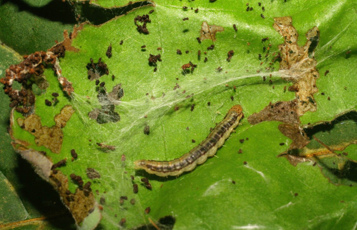 Fig. 9. Larva <i>Deuterollyta</i> zetilaDHJ01, ya en último estadio, alimentándose de la familia (Lauraceae), especie <i>Persea americana</i> (introducido). Voucher: 09-SRNP-20396-DHJ450698.jpg.