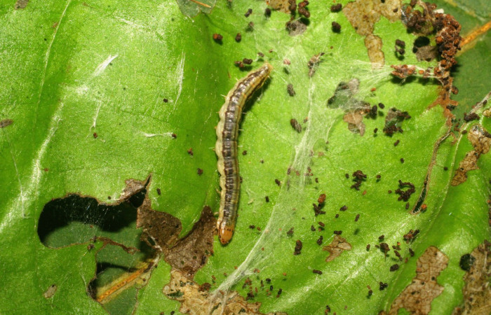 Fig. 10. Larva <i>Deuterollyta</i> zetilaDHJ01, ya en último estadio, alimentándose de la familia(Lauraceae), especie <i>Persea americana</i> (introducido). Voucher: 09-SRNP-20396-DHJ450703.jpg