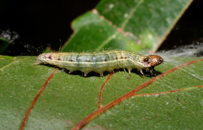 Fig. 15. Larva <i>Deuterollyta chlorisalis</i>, último estadio, alimentándose de la familia (Lauraceae), especie <i>Nectandra membranacea</i>. Voucher: 09-SRNP-56098-DHJ460065.jpg