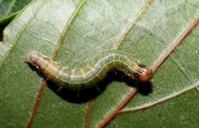 Fig. 16. Larva <i>Deuterollyta chlorisalis</i>, último estadio, alimentándose de la familia (Lauraceae), especie <i>Nectandra membranacea</i>. Voucher: 09-SRNP-56098-DHJ460066.jpg.