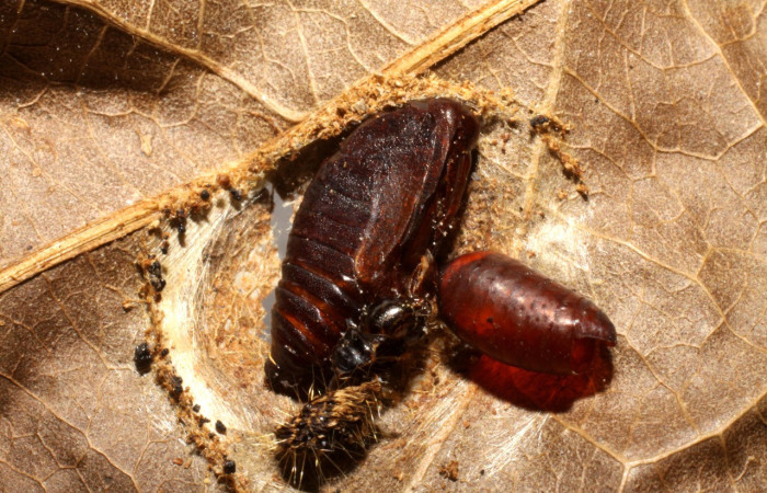 Fig. 19. Vista de pupario eclosionado de la familia Tachinidae (mosca), <i>Pseudochaeta</i> Wood06, parásito en larva <i>Deuterollyta</i> oediperalisDHJ02. Voucher: 09-SRNP-57509-DHJ474179.jpg