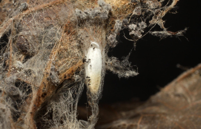 Fig. 22. Vista de capullo eclosionando de la familia Braconidae (avispa), <i>Apanteles</i> Rodriguez152; parásito en larva <i>Deuterollyta</i> zetilaDHJ01. Voucher: 10-SRNP-181-DHJ480173.jpg.