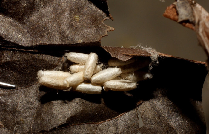 Fig. 20. Vista de capullos eclosionandos de la familia Braconidae, (avispa) <i>Apanteles</i> Janzen47; parásito en larva <i>Deuterollyta</i> zetilaDHJ01. Voucher: 11-SRNP-43878-DHJ800856.jpg