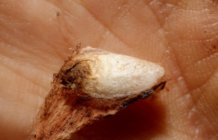 Fig. 21. Vista de capullo eclosionando de la familia Braconidae (avispa), <i>Alabagrus sandraberriosae</i>; parásito en larva <i>Deuterollyta oediperalis</i>. Voucher: 112-SRNP-2927-DHJ801089.jpg.