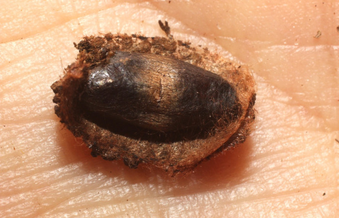 Fig. 24. Vista de capullo abierto de la familia Ichneumonidae (avispa), especie <i>Eiphosoma</i> Janzen37; parásito en larva <i>Deuterollyta oediperalis</i>. Voucher: 12-SRNP-4894-DHJ801196.jpg.