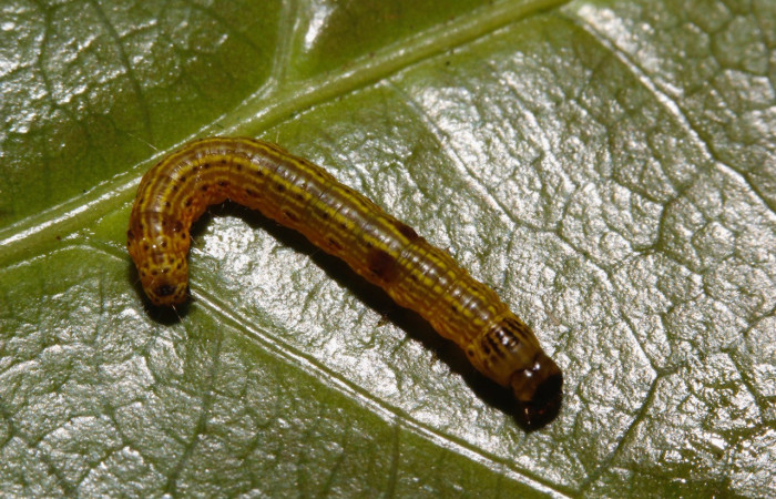 Fig. 6. Larva de <i>Deuterollyta majuscula</i> donde se nota los colores que posee, ya en tercer estadio. Alimentándose de la familia (Lauraceae), especie <i>Damburneya umbrosa</i>. Voucher: 15-SRNP-26457-DHJ730224.jpg