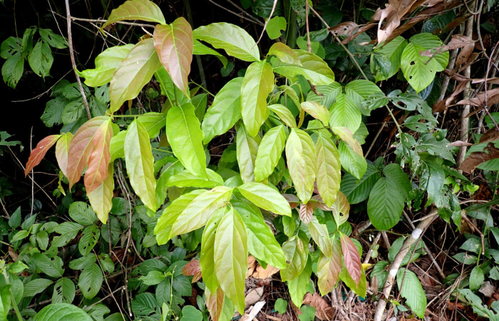 Fig. 30. Planta hospedera de larva <i>Deuterollyta majuscula</i> (Pyralidae). <i>Nectandra hihua</i> de la familia (Lauraceae) la planta muestra sus retoños con una coloración diferente al verde de cuando ya es mas adulta. Foto. Tomada por Duvalier Briceño, Brasilia Abril 2025.