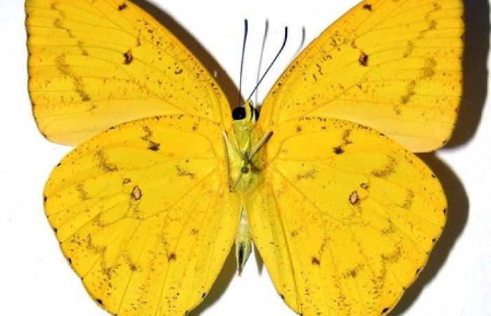 Figura 19.adulto de <i>Phoebis hersilia</i> (Pieridae). Vista dorsal. Voucher.00- SRNP-2535-DHJ310145. Macho. Midió 63mm.