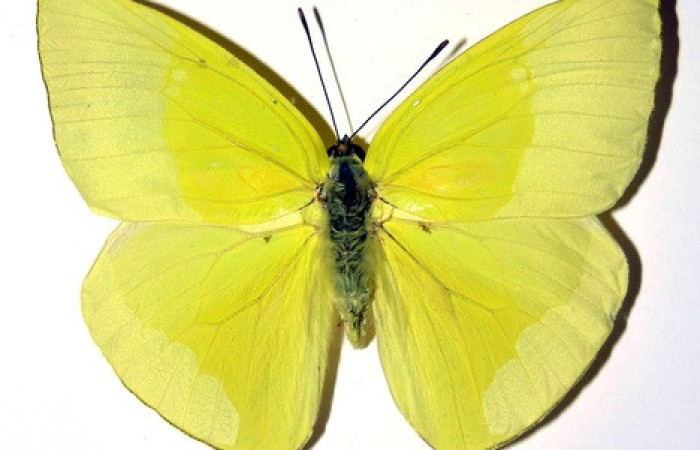 Figura 26. Adulto de <i>Phoebis statira</i> (Pieridae). Vista dorsal. Voucher.01-SRNP-14906-DHJ98446. Macho. Midió 63mm.