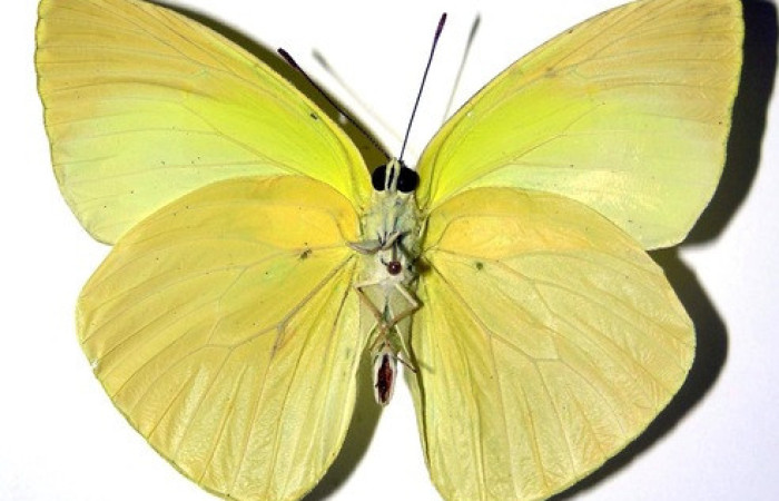 Figura 27. Adulto de <i>Phoebis statira</i> (Pieridae). Vista ventral. Voucher.01-SRNP-14906-DHJ98447. Macho. Midió 63mm.