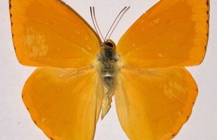 Figura 18.adulto de <i>Phoebis hersilia</i> (Pieridae). Vista ventral. Voucher.01- SRNP-9894-DHJ34564. Macho. Midió 63mm.