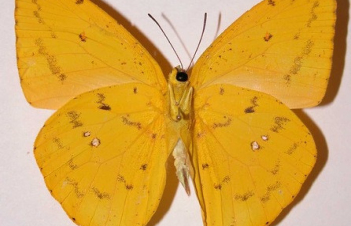 Figura 17.adulto de <i>Phoebis hersilia</i> (Pieridae). Vista dorsal. Voucher.01- SRNP-9894-DHJ34565. Hembra. Midió 65mm.