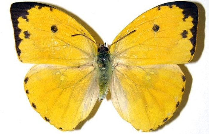 Figura 16.adulto de <i>Phoebis hersilia</i> (Pieridae). Vista ventral. Voucher. 01- SRNP-9959-DHJ310130. Hembra. Midió 65mm.