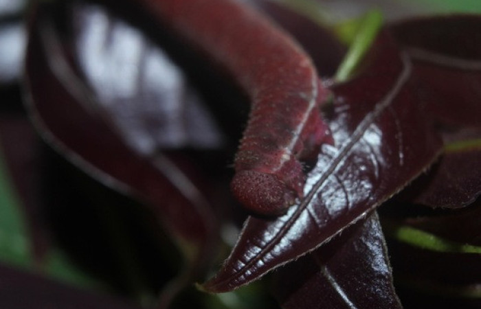 Figura 11. <i>Phoebis hersilia</i> (Pieridae). Vista frontal cabeza tórax. Voucher.15-SRNP-70880- DHJ727276.