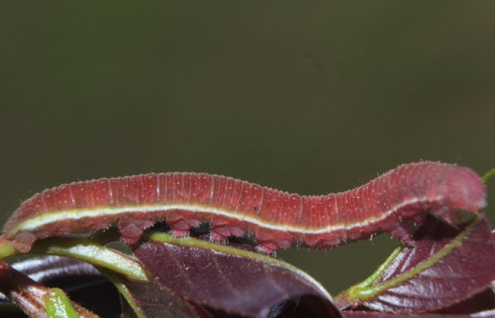 Figura 13. <i>Phoebis hersilia</i> (Pieridae). Vista lateral. Voucher.15-SRNP-70880- DHJ727278.