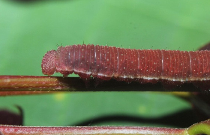 Figura 15. <i>Phoebis hersilia</i> (Pieridae). Vista lateral. Voucher.15-SRNP-70880- DHJ727282.