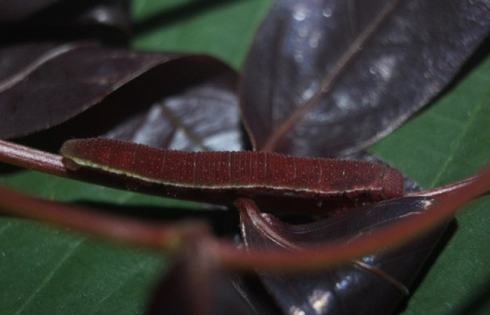 Figura 14. <i>Phoebis hersilia</i> (Pieridae). Vista lateral. Voucher.15-SRNP-70880- DHJ727282.