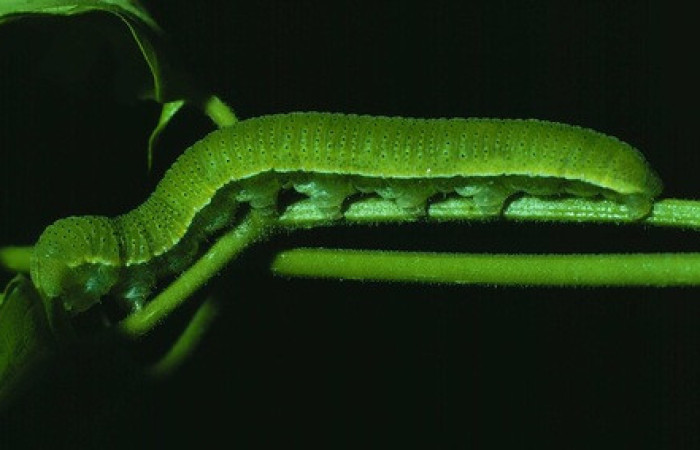 Figura 21. <i>Phoebis statira</i> (Pieridae). Vista lateral. Voucher.84-SRNP-192-DHJ7150.