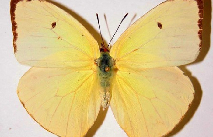 Figura 24. Adulto de <i>Phoebis statira</i> (Pieridae). Vista dorsal. Voucher. 84- SRNP-232.01-DHJ34540. hembra. Midió 58mm.