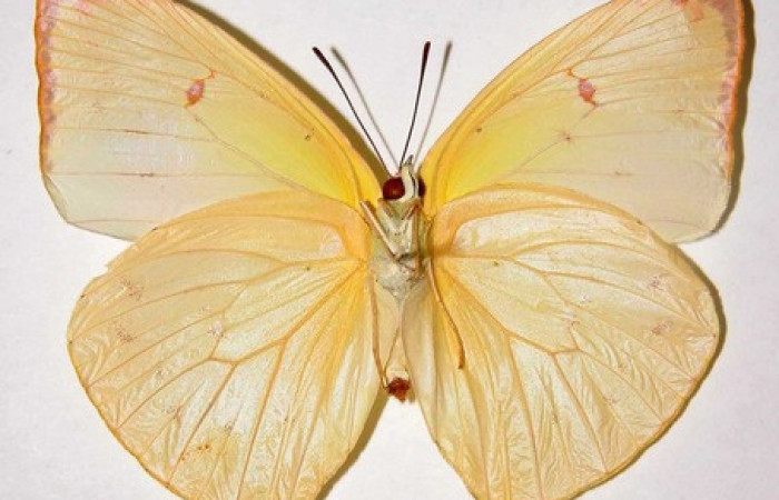 Figura 25. Adulto de <i>Phoebis statira</i> (Pieridae). Vista ventral. Voucher.84-SRNP-232.01-DHJ34541. hembra. Midió 58mm.