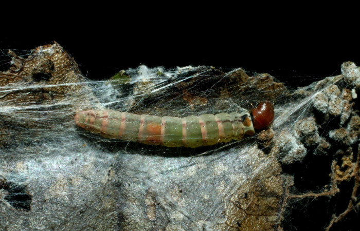 Figura 1. Larva de elachBioLep01 BioLep572 (Depressariidae). Parte dorsal. Voucher: 09-SRNP-2176-DHJ454137.jpg.