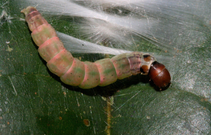 Figura 3. Larva de elachBioLep01 BioLep572 (Depressariidae). Parte dorsal. Voucher: 10-SRNP-4099-DHJ471037.jpg.