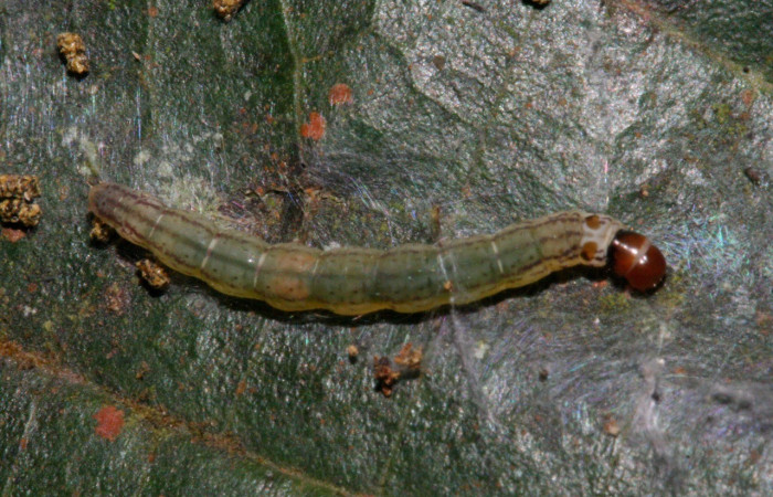 Figura 2. Larva de elachBioLep01 BioLep572 (Depressariidae). Parte dorsal. Voucher: 10-SRNP-723-DHJ467219.jpg.