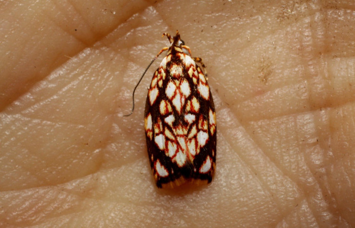 Figura 5. Adulto de elachBioLep01 BioLep572 (Depressariidae). Parte dorsal. Voucher: 10-SRNP-723-DHJ470486.jpg.