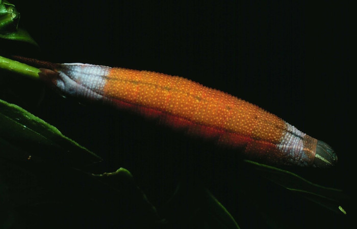Fig . 10 larva <i>Cautethia spuria</i> (Sphingidae), mide 21mm. Santa Rosa, Sector Santa Rosa, 82-SRNP-571-DHJ4411.jpg