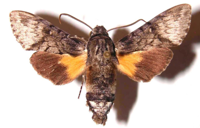 Fig. 3 Adulto <i>Cautethia yucatana</i> (Sphingidae), vista dorsal macho mide 36mm. Area Administrativa, Sector Santa Rosa, 675m. 83-SRNP-844-DHJ35870