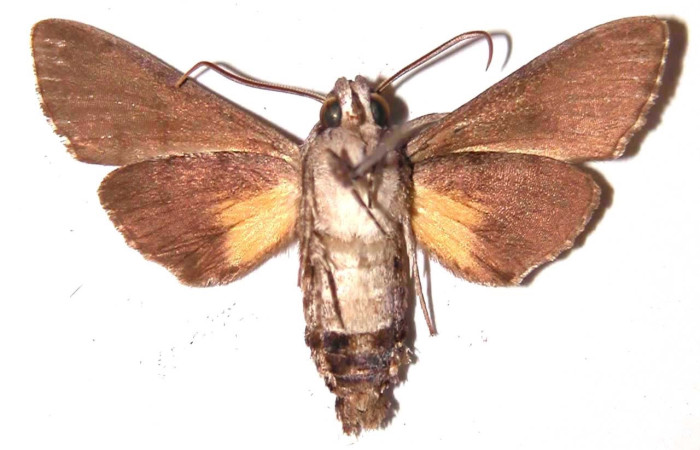 Fig. 4 Adulto <i>Cautethia yucatana</i> (Sphingidae), vista ventral macho mide 36mm. Area Administrativa, Sector Santa Rosa, 675m. 83-SRNP-844-DHJ35871.