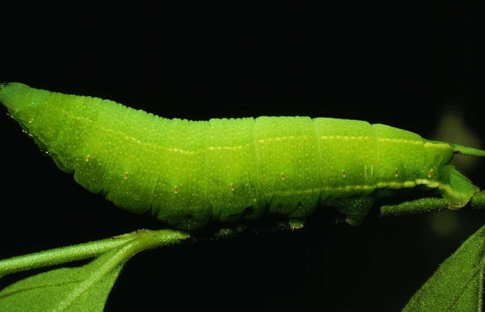 Fig. 5 larva <i>Cautethia yucatana</i> (Sphingidae), mide 36mm. Casa Potrero Grande, Sector Santa Elena, 675. 93-SRNP-3204-DHJ26112.jpg