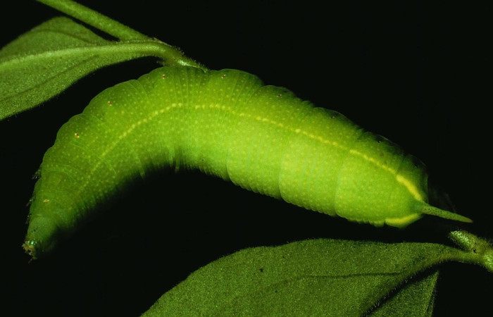 Fig. 6 larva <i>Cautethia yucatana</i> (Sphingidae), vista ventral macho mide 36mm. Casa Potrero Grande, Sector Santa Elena, 675m., 93-SRNP-3204-DHJ26113.jpg