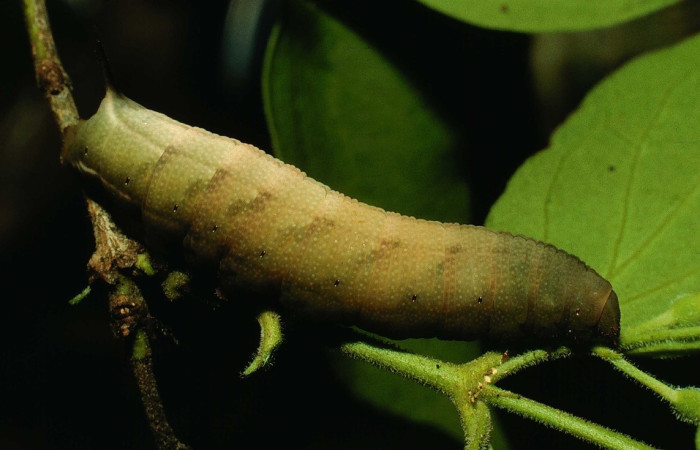 Fig. 8 larva <i>Cautethia yucatana</i> (Sphingidae), Estación murciélago, Sector murciélago, 675m. 93-SRNP-3205-DHJ26116.jpg