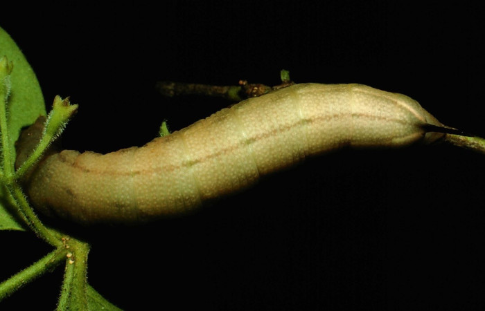 Fig. 9 larva <i>Cautethia yucatana</i> (Sphingidae). Estacion Murciélago, Sector Murciélago, 93-SRNP-3205-DHJ26116.jpg