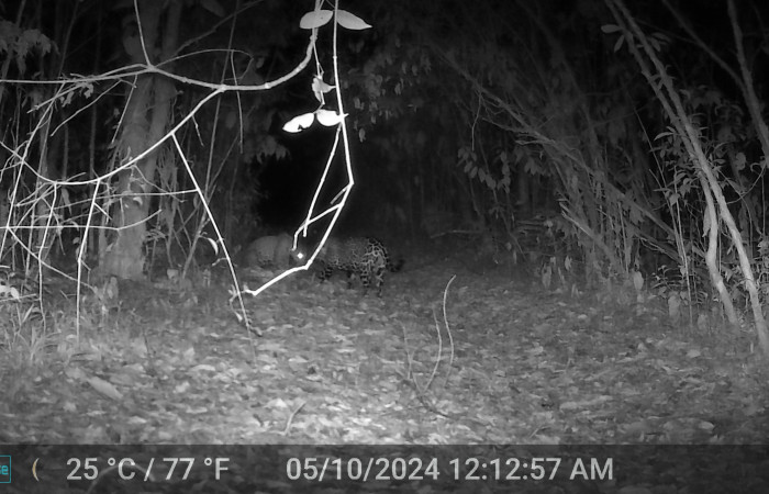 Figura. 4. Jaguar <i>Panthera onca</i> (Felidae), foto captada por cámara trampa, 10 Mayo 2024, en Estación Biológica Quica, Sector Pitilla Area de Conservación Guanacaste (ACG) (470m).
