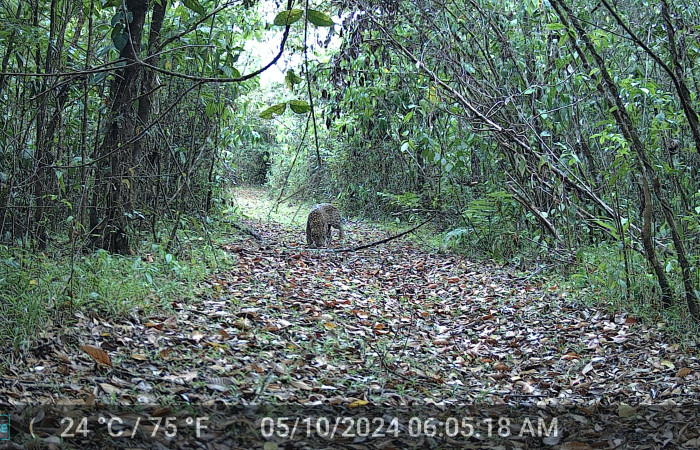 Figura. 3. Jaguar <i>Panthera onca</i> (Felidae), foto captada por cámara trampa, 10 Mayo 2024, en Estación Biológica Quica, Sector Pitilla Area de Conservación Guanacaste (ACG) (470m).
